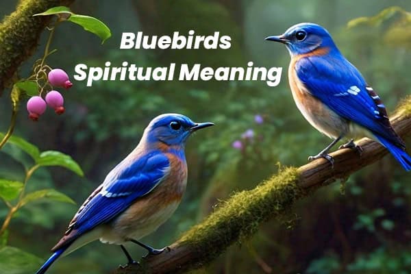 Spiritual Meaning Of The Bluebird