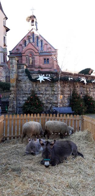 ALSACIA EN NAVIDAD Y MONTREUX CON PAPÁ NOEL - Blogs de Europa Central - 3 Dic: Eguisheim y Turckheim (9)
