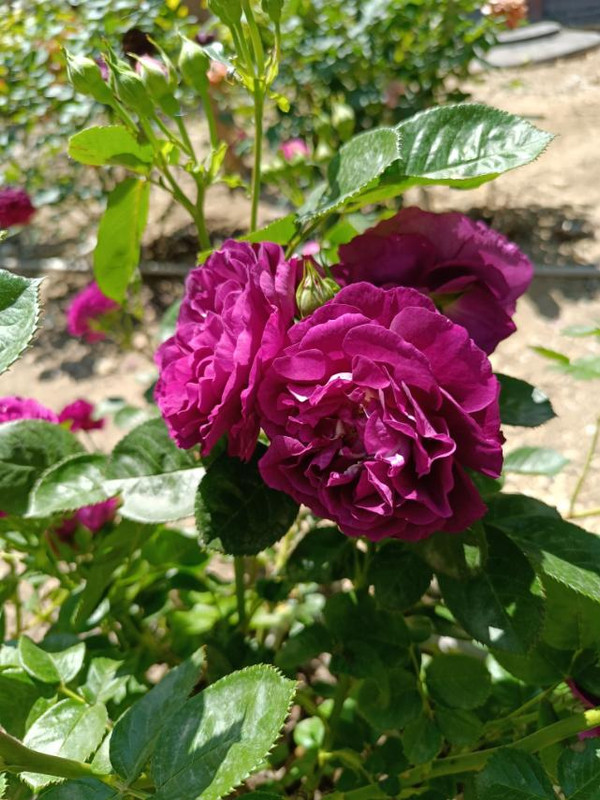 изображение_viber_2024-06-26_13-27-08-531