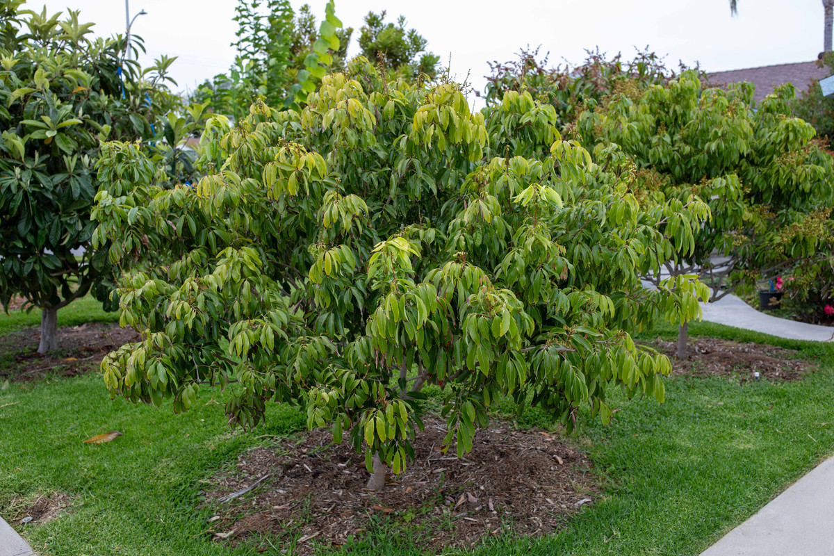 8U1A2938  Mauritius Lychee Tree with New Growth & Fruit (7-9-23)