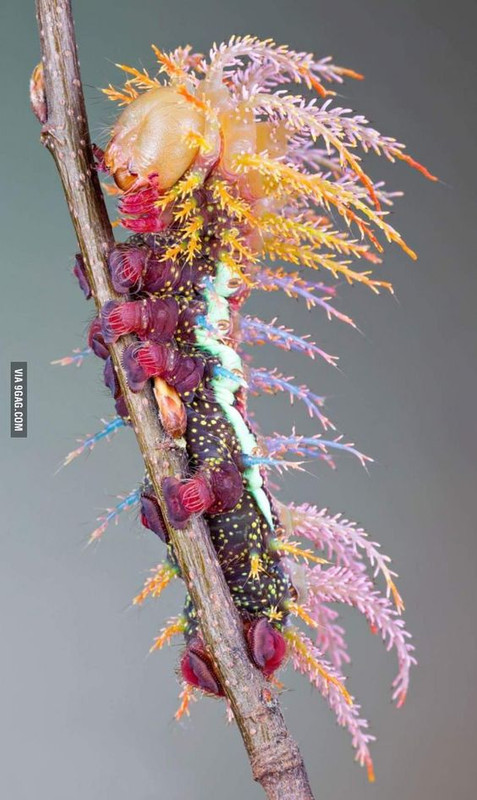 multicaterpillar.jpg