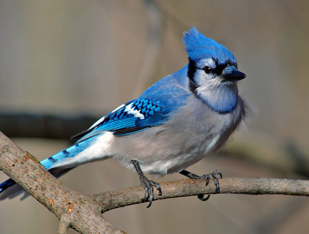 Blue Jay Cyanocitta Cristata