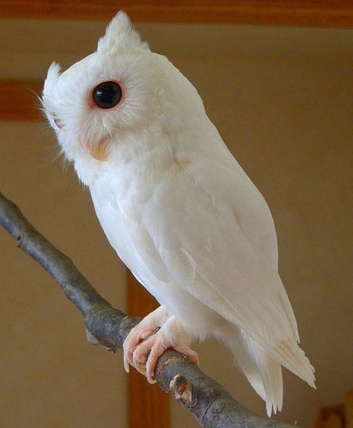 https://i.postimg.cc/pdg00Ck2/albino-bagoly.jpg