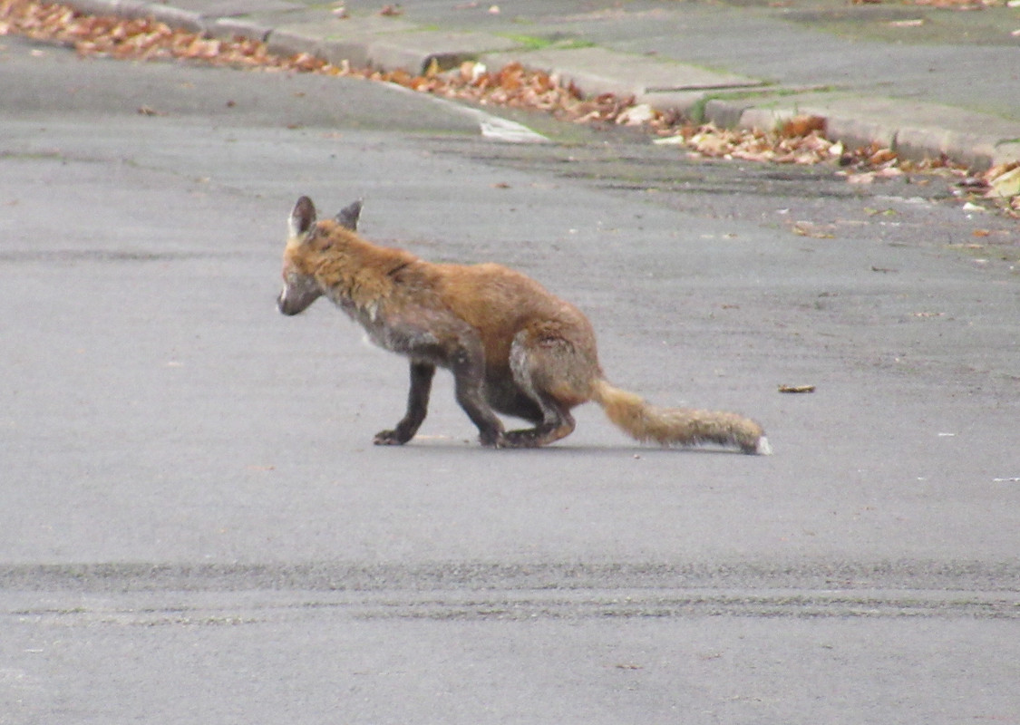 Fox on Sholebroke Avenue 1pm 18-11-24 (4)