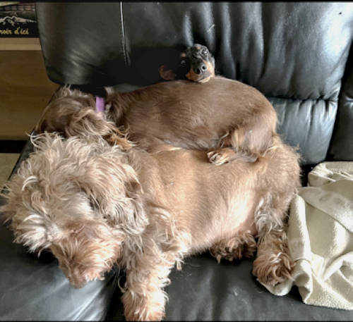 [Image: IMG-3586.png]