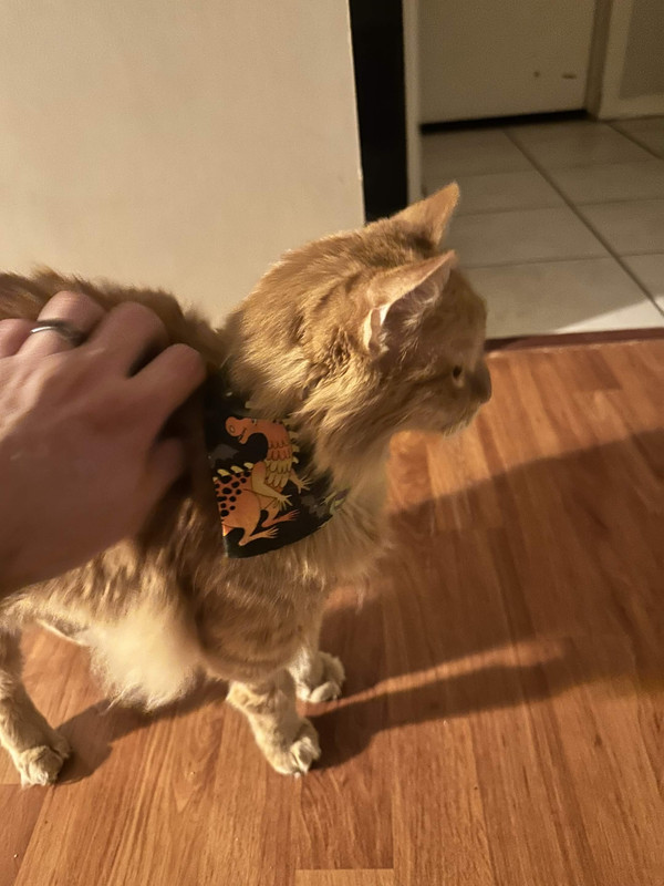 Orange cat getting pet
