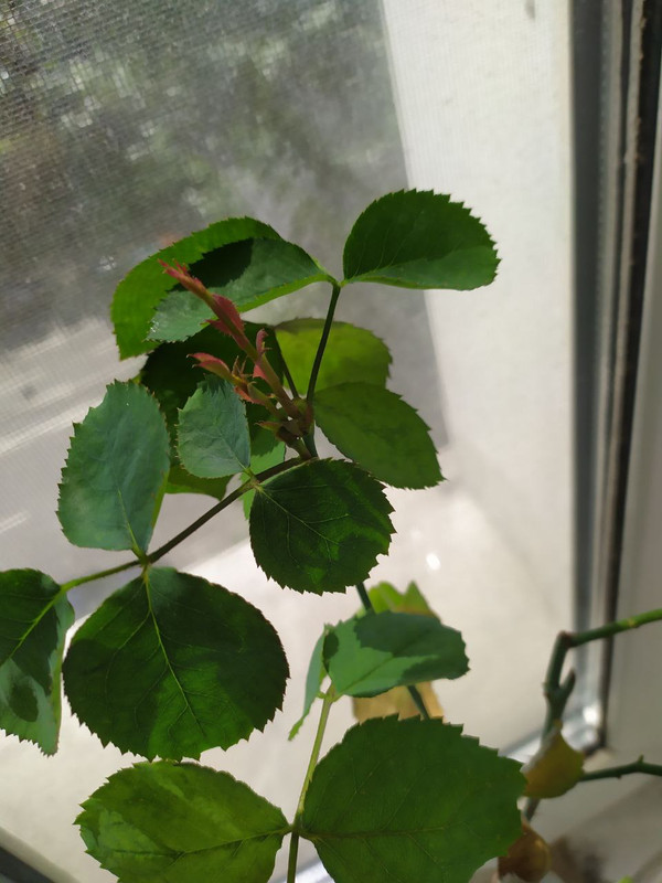 photo_2022-06-26_10-53-44 (2)