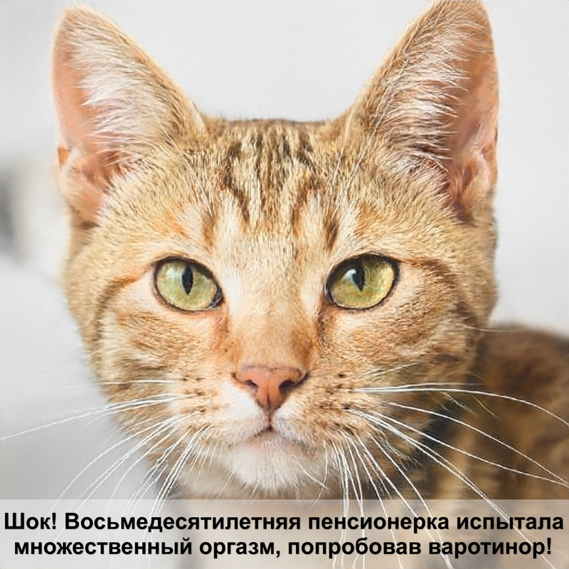 можно ли кошкам стричь когти