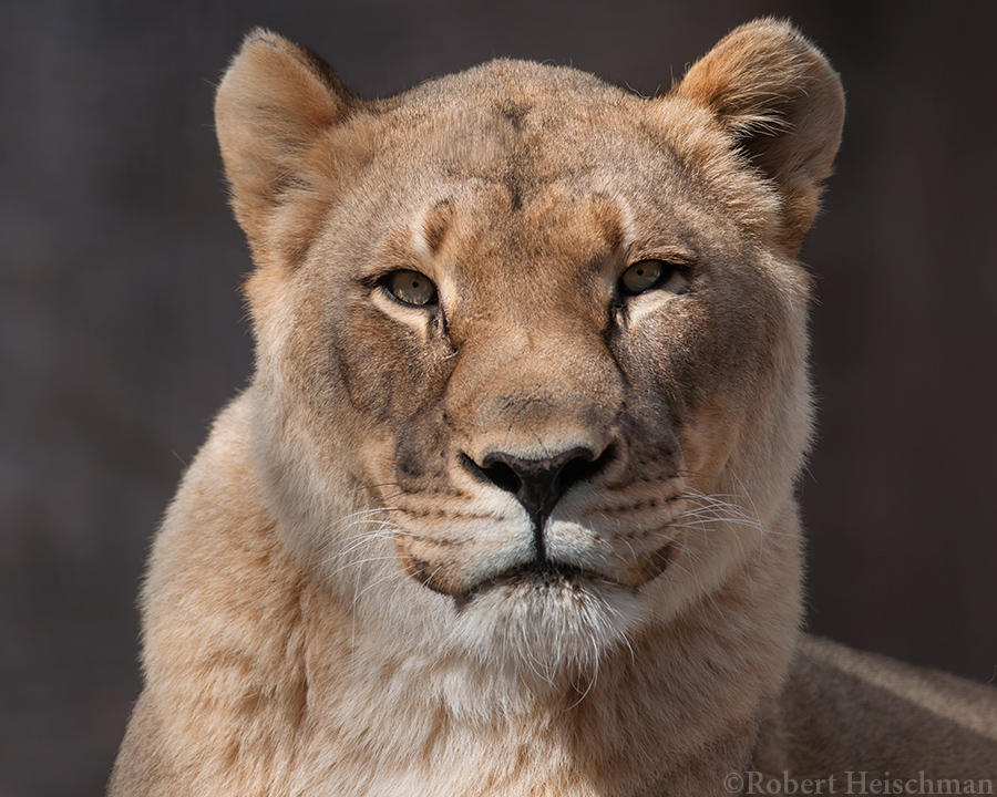lioness-8001-by-robbobert-dc875s1-fullview.jpg
