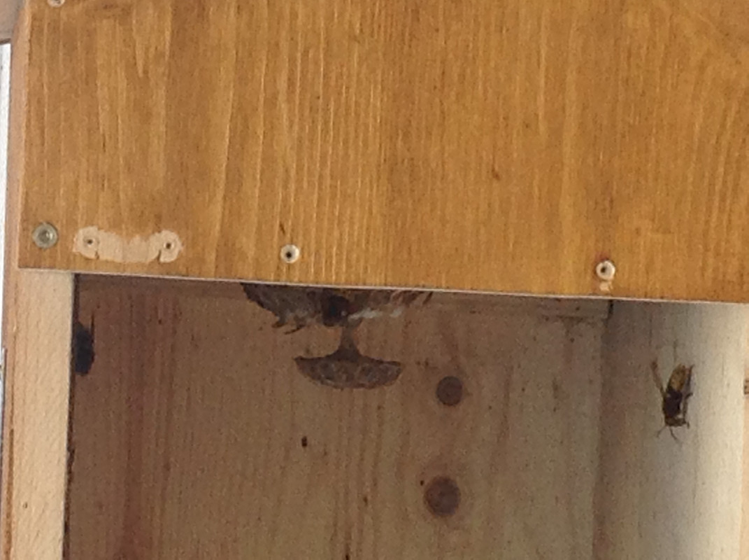 Vespa crabro germana 18 Juli 2015 4. Etage 4Bs