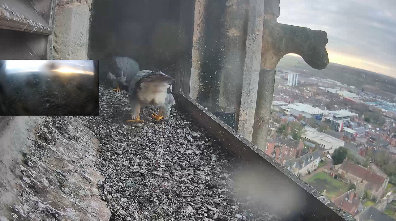  Lincoln Peregrines 2023-02-26-110602