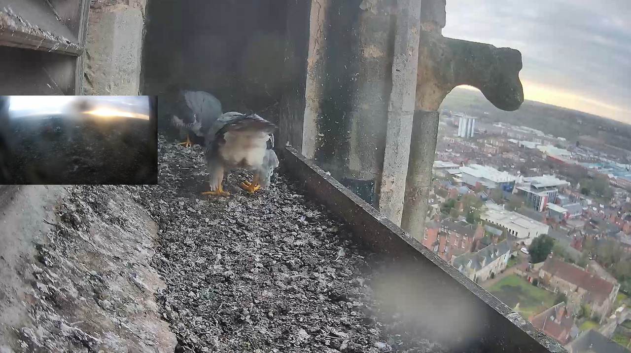 Lincoln Peregrines 2023-02-26-110602