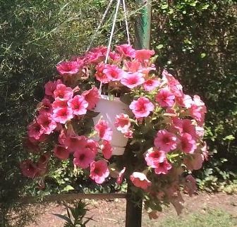 https://i.postimg.cc/pdk3VzQR/petunia2-2022.jpg