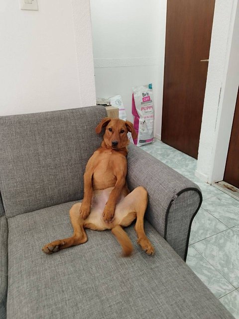 Animal
