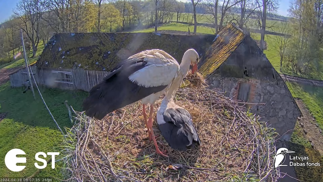 Baltie stārķi (Ciconia ciconia) Tukuma novadā - LDF tiešraide __ White storks in Tukums, Latvia 13-2