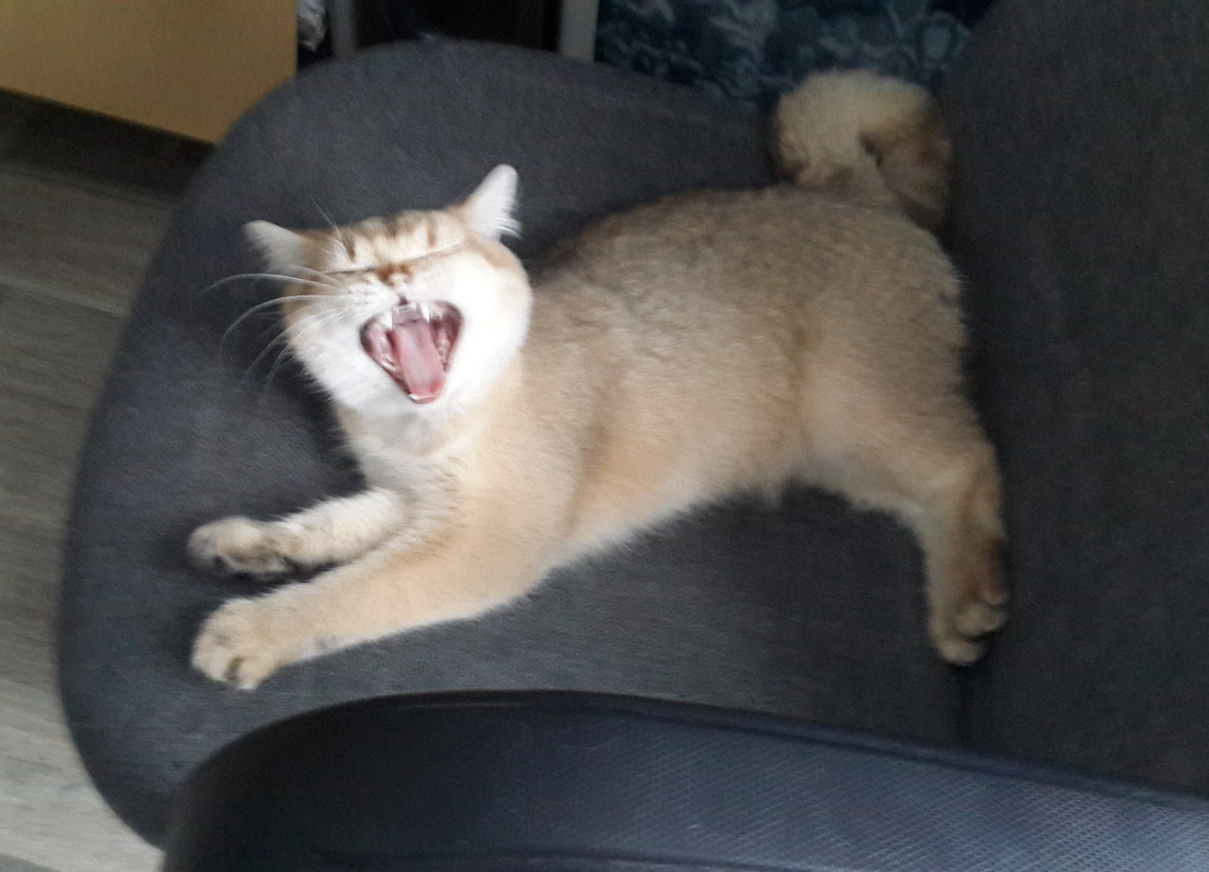 Я буду на кресле сидеть