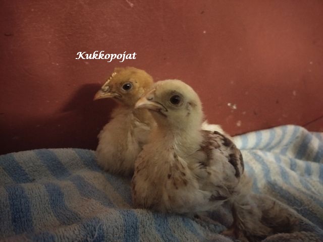 kukkopojat1
