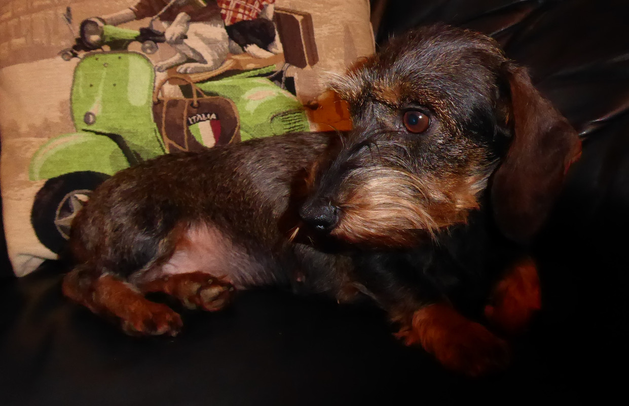 [Image: P1040616.jpg]