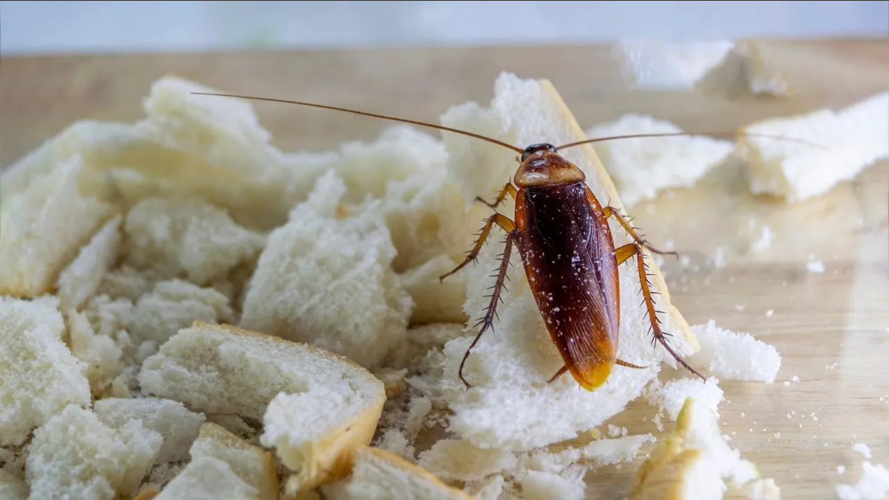 ¿Hay cucarachas en los gabinetes de alacena de tu cocina? Evítalo con este truco