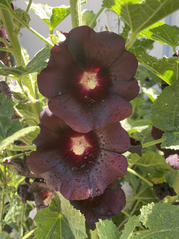 643113B1-38DD-4650-A97C-B8C9D2992C3C_1_105_c