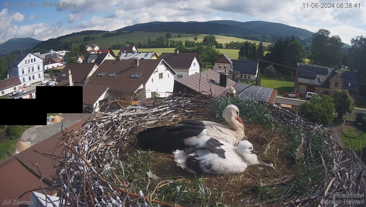 Tiešraides kamera — Mladé Buky — stārķa ligzda 12-26-13 screenshot