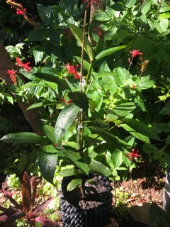 Mangosteen 7 2017