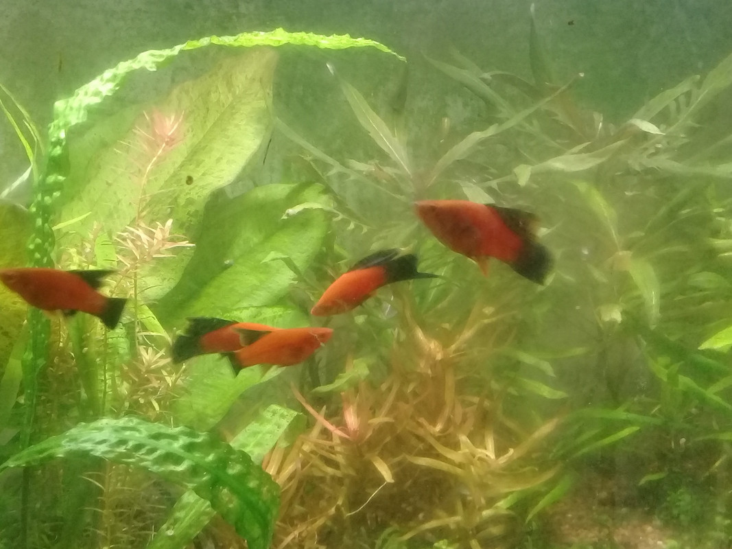 черный флаг