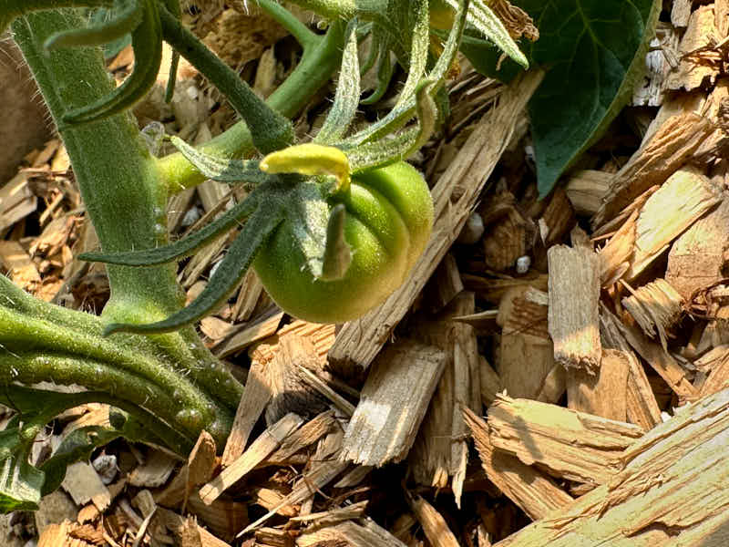 figs-884.jpg