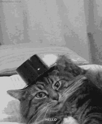 hello-cat.gif