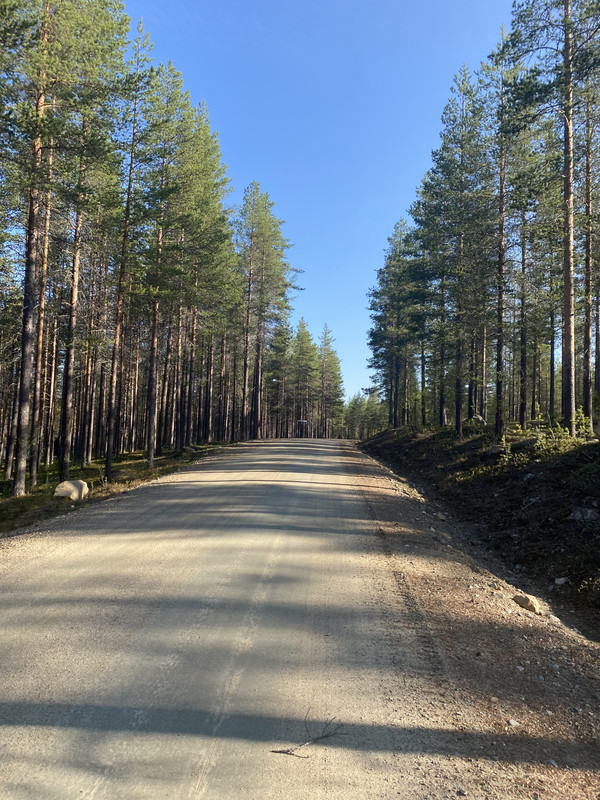 Forest roads… miles of them