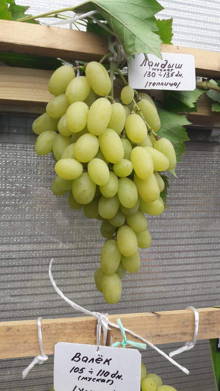 PHOTO-2023-09-17-09-06-25 (1)