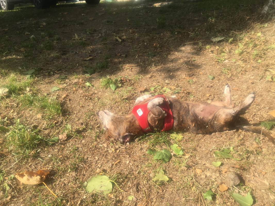 [Image: 0-A190-EC3-CDA0-4607-8354-AF330390-C44-C.jpg]