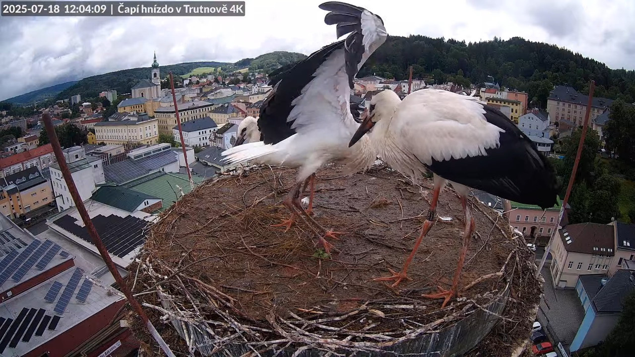 Tiešraide no stārķa ligzdas uz alus darītavas skursteņa Trutnovā 13-57-41 screenshot