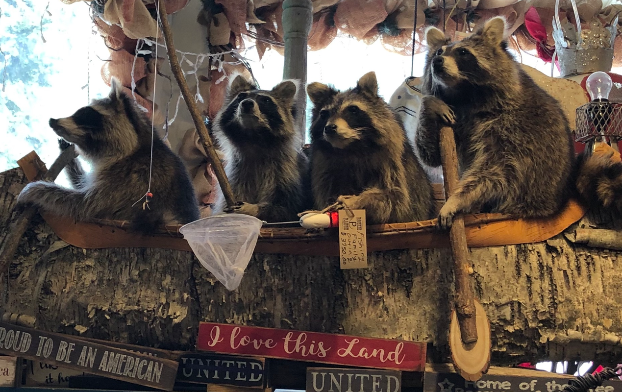 Coons in a boat