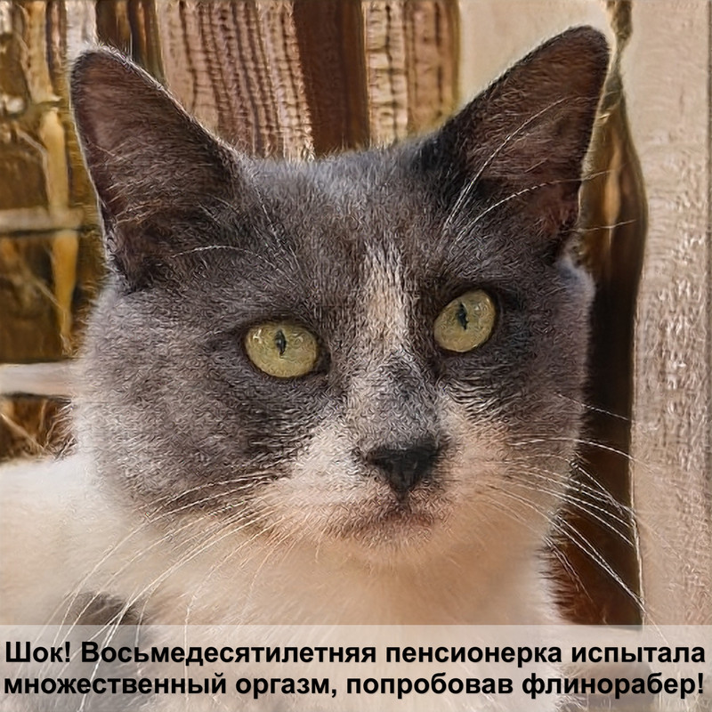 большие кошки мейн кун