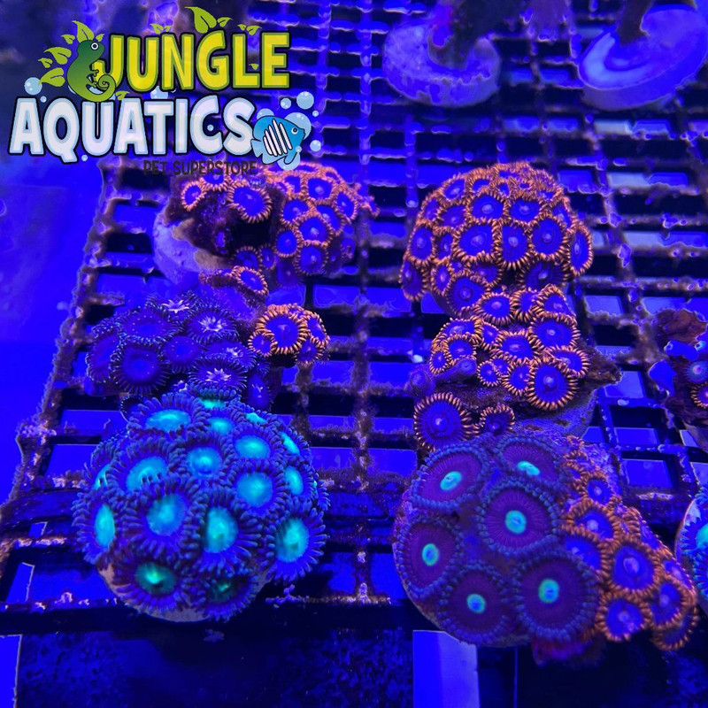Coral Image