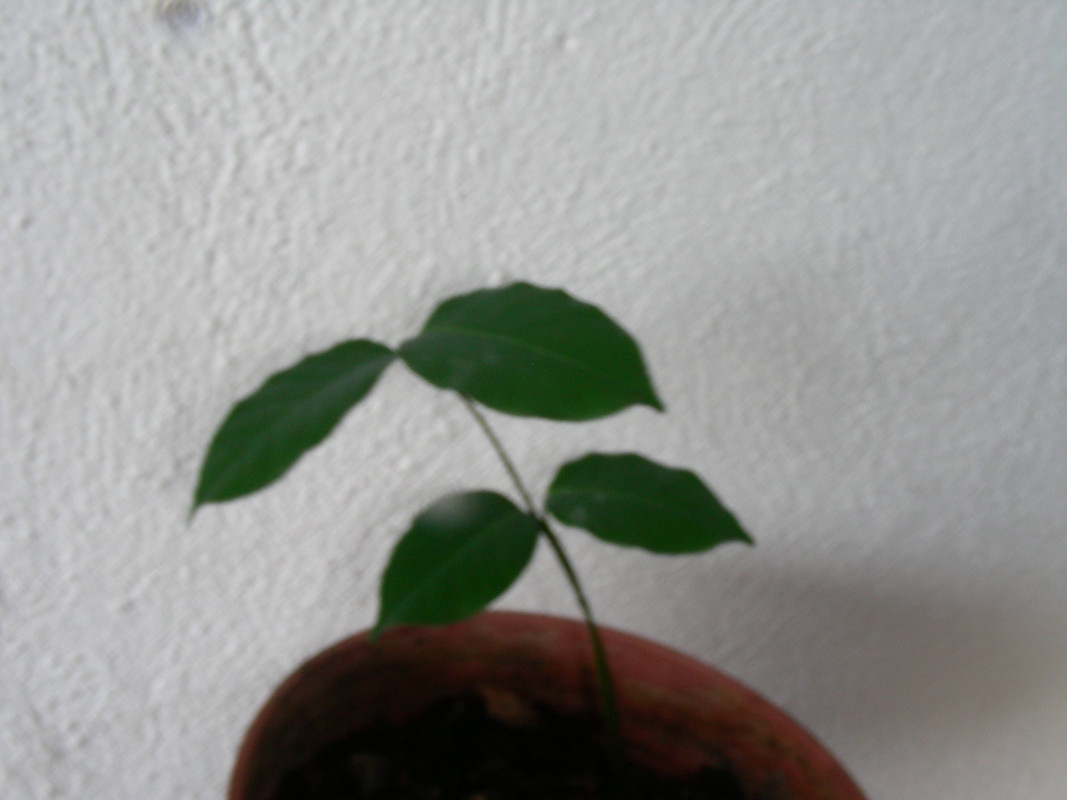 Saba senegalensis 