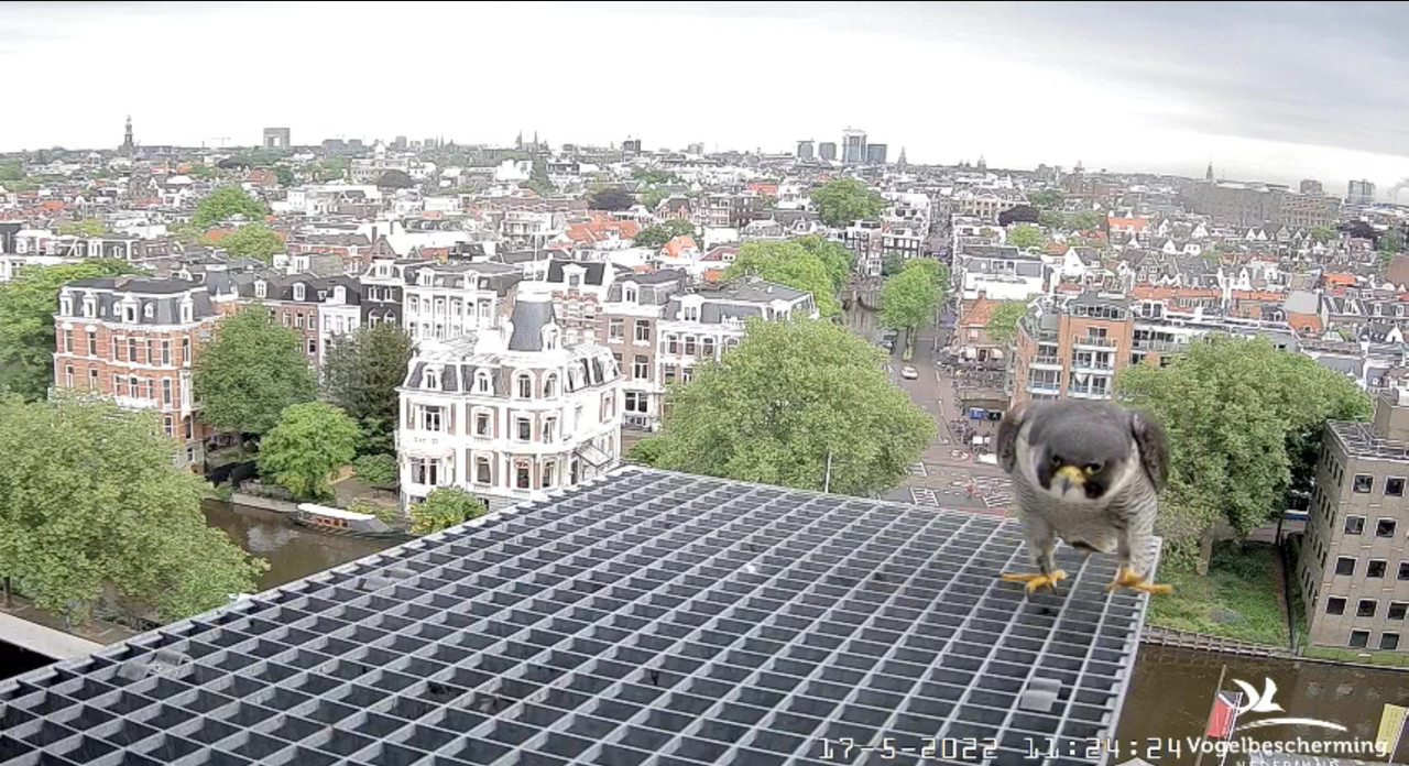 amsterdam - Amsterdam/Rijksmuseum screenshots © Beleef de Lente/Vogelbescherming Nederland Video-2022-05-17-112538-Moment-2