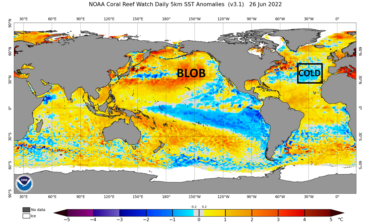 ssta-daily-current.png