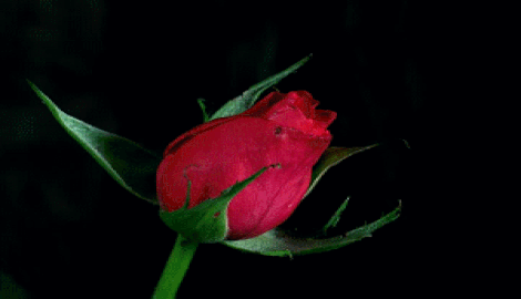 tumblr-ok05os-JFw-L1ut8khuo1-400.gif