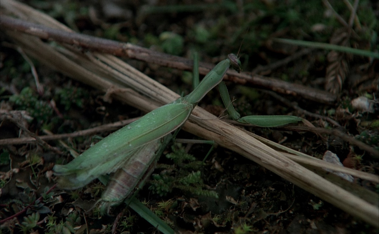 Black Moon (1975) Criterion.mkv_snapshot_00.14.29_[2018.03.16_06