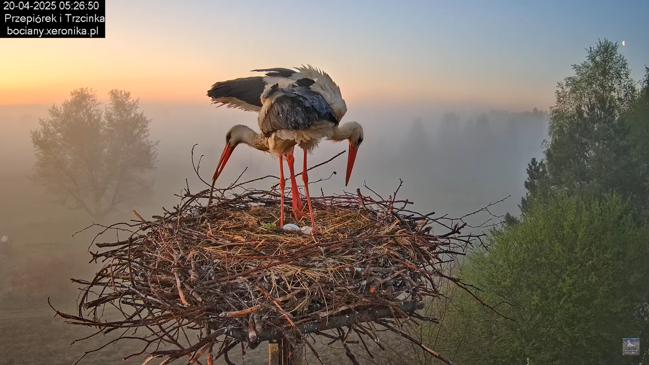 20042025bociany6