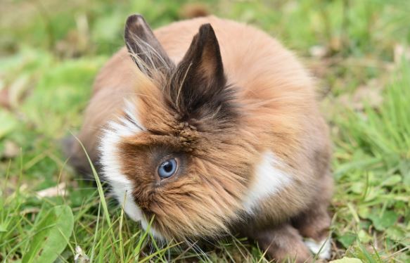 Do Rabbits Blink their eyes