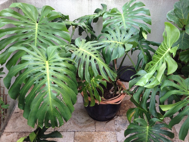 Our Garden 006