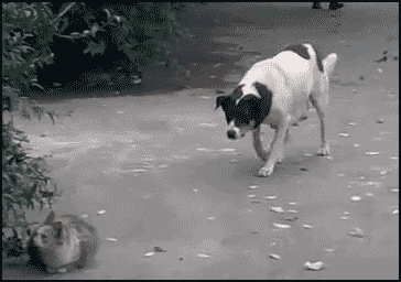 image.gif