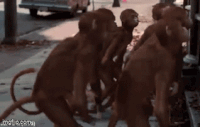 Jumanji-CGI-monkeys.gif