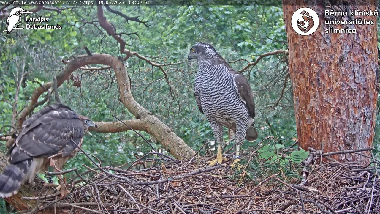 Vistu vanags (Accipiter gentilis) BKUS teritorijā – 2. ligzda 9-31-14 screenshot
