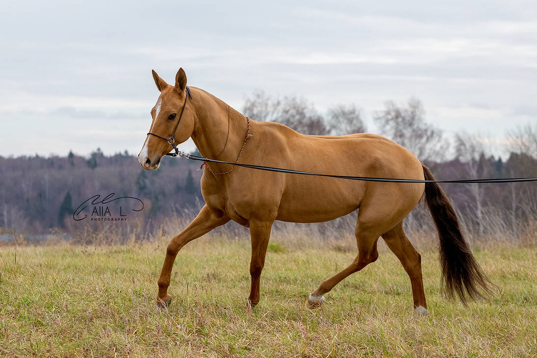 akhal-teke-by-alla-equi-df5fs9o-pre.jpg