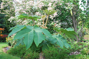 Tetrapanax papyrifer " Rex " - aralia papírodárná DSC-0019