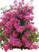 flowered_garden_png_04_by_hermitcrabstock_d4gyfrd.md